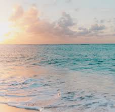 Stage Connexion avec les dauphins