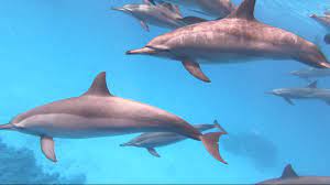 Stage Connexion avec les dauphins