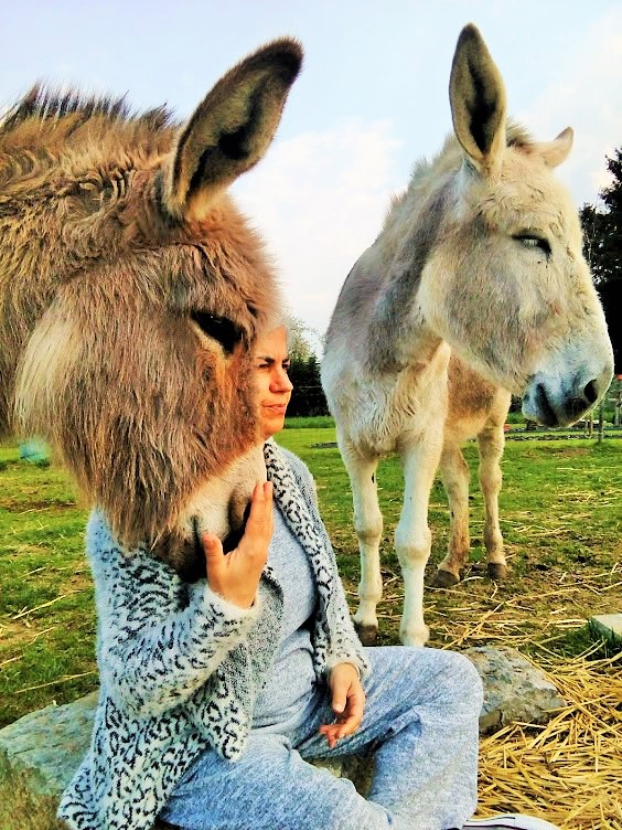 Méditation avec des ânes en prairie ##2L##1Âne Miroir##2