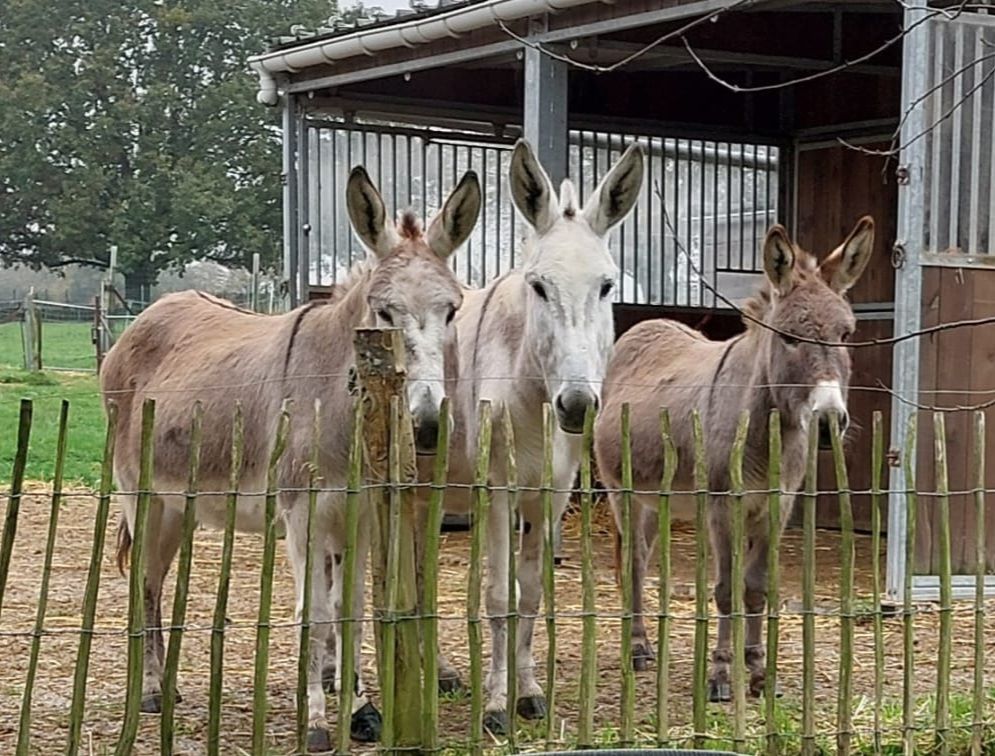 Méditation avec des ânes en prairie ##2L##1Âne Miroir##2