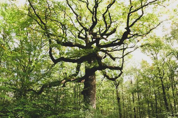 Brocéliande, un voyage intérieur et unique