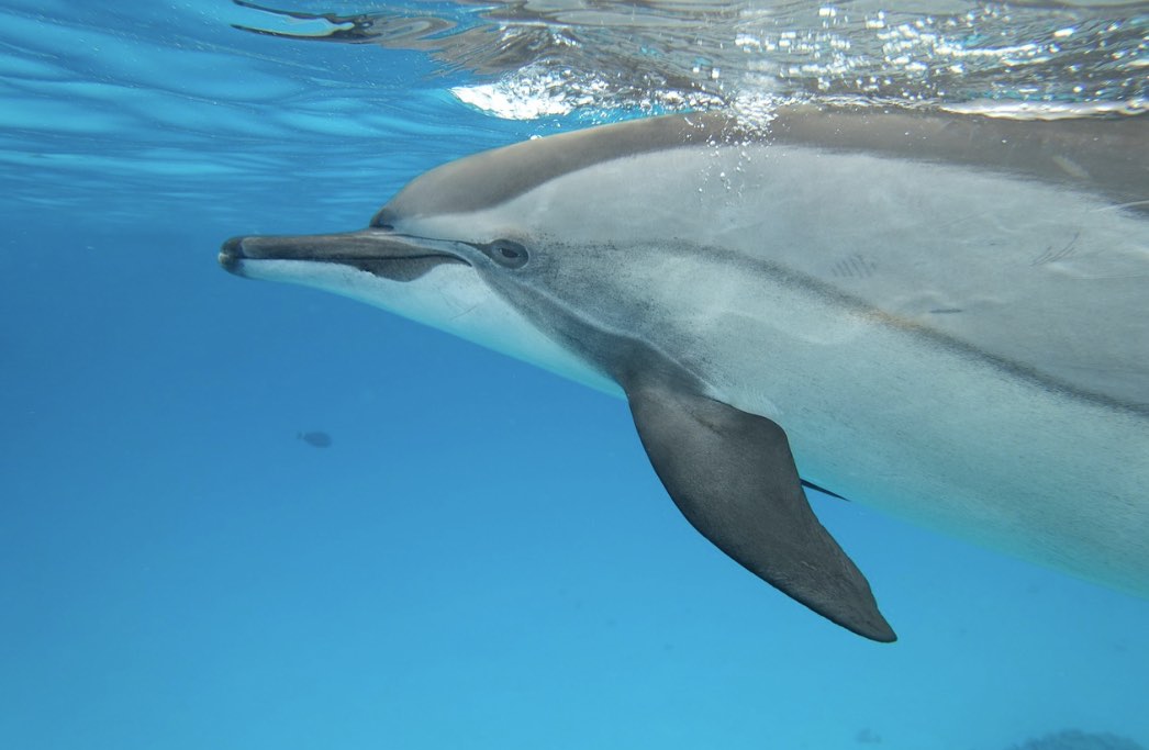 Connexion avec les dauphins en mer Rouge