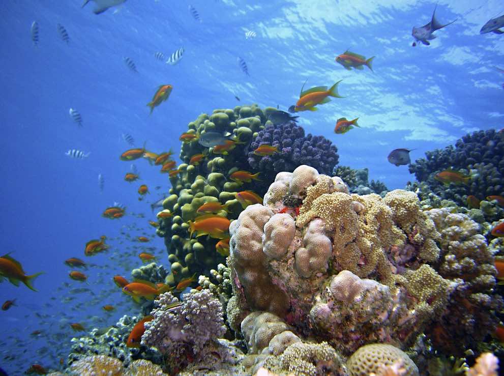 Connexion avec les dauphins en mer Rouge