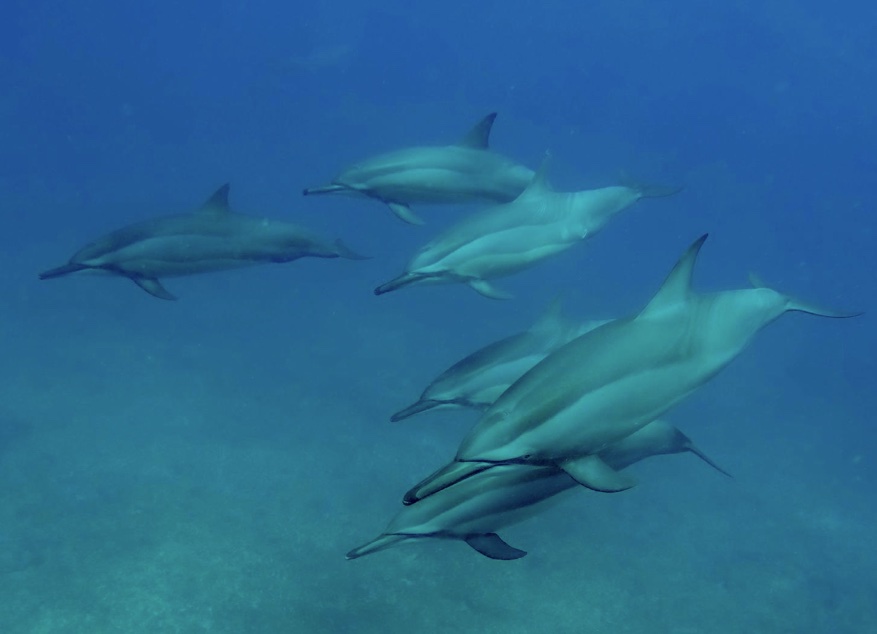 Connexion avec les dauphins en mer Rouge