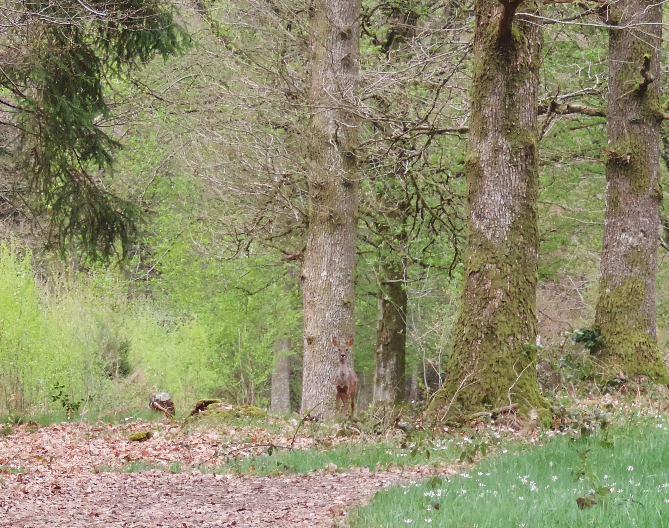 Retraite Revivance : Prendre soin de son deuil par la création (Immersion en forêt)
